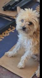 Lost Male Dog last seen San Joaquin County Juvenile Hall, Delivery Dr. And Mathews Rd., French Camp, CA 95231