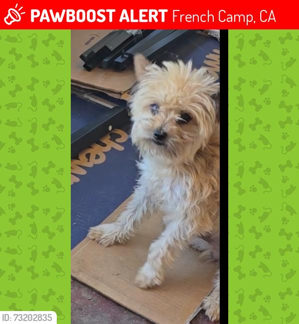 Lost Male Dog last seen San Joaquin County Juvenile Hall, Delivery Dr. And Mathews Rd., French Camp, CA 95231