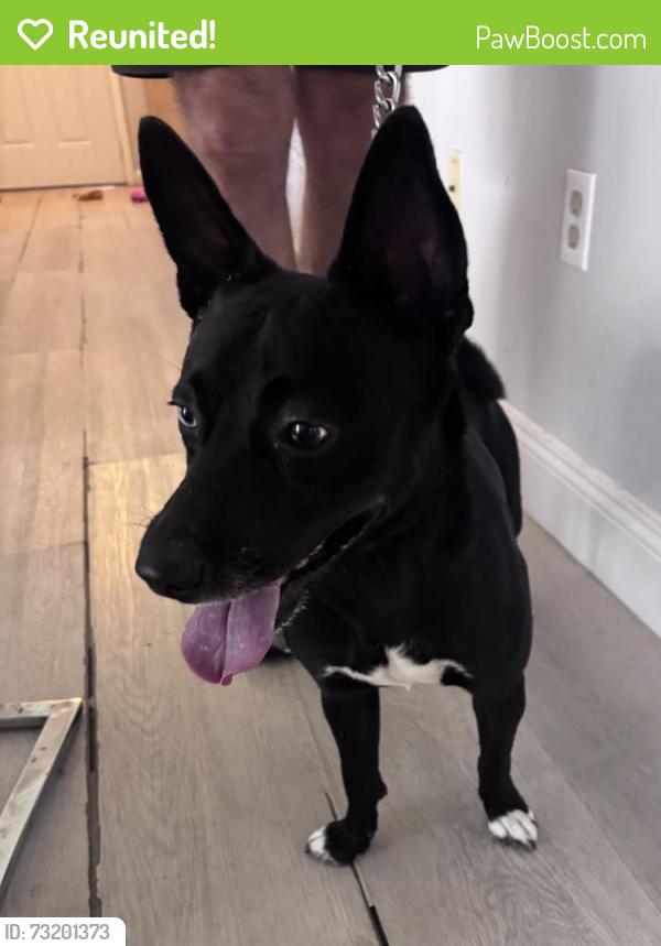 Reunited Male Dog last seen Near SW 72nd Way, Davie, FL 33314, USA, Davie, FL 33314