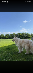 Reunited Female Dog last seen Highway 53 and Jeff Road, Harvest, AL 35749