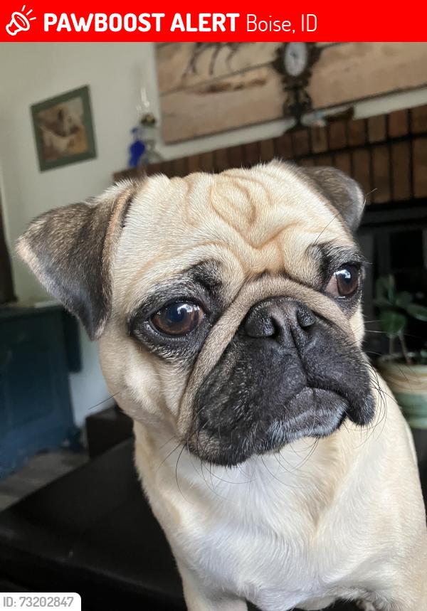 Lost Female Dog last seen Suncrest and Ormond st., Boise, ID 83705