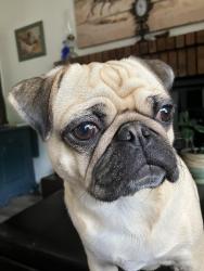 Lost Female Dog last seen Suncrest and Ormond st., Boise, ID 83705