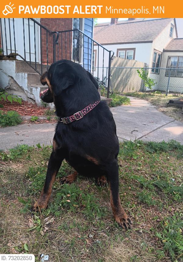 Found/Stray Female Dog last seen Camden high school, Minneapolis, MN 55412