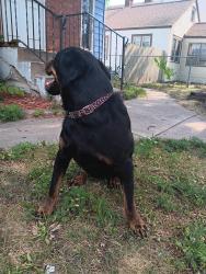 Found/Stray Female Dog last seen Camden high school, Minneapolis, MN 55412