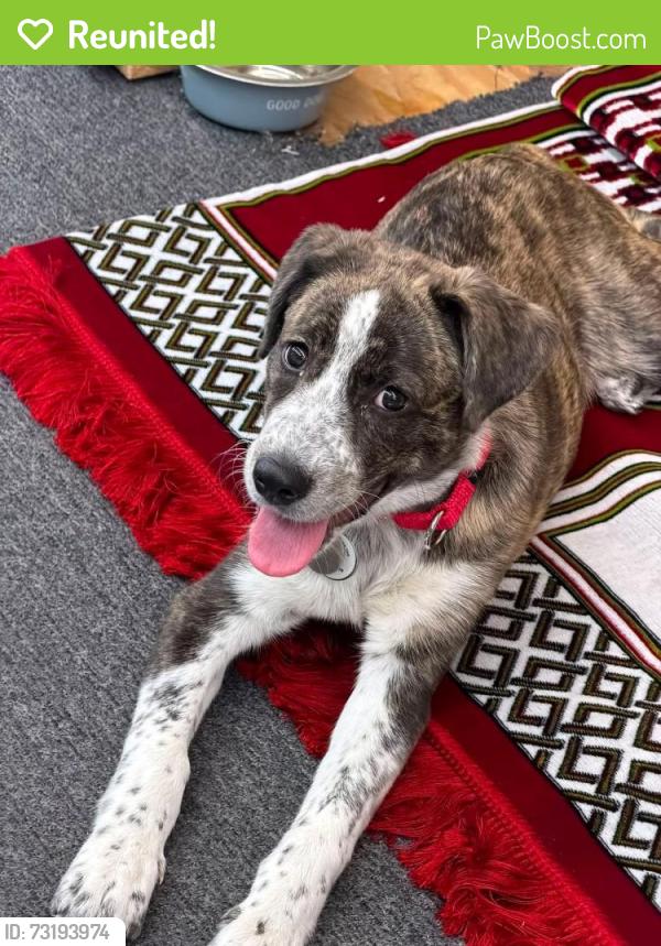 Reunited Female Dog last seen Near Philabundance on Domino Lane, Philadelphia, PA 19128