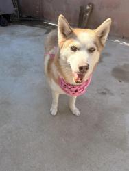 Reunited Female Dog last seen Near Palmdale Blvd and 40th st East, Palmdale, CA 93550