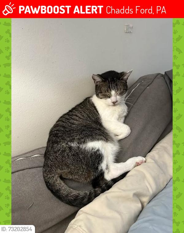 Lost Male Cat last seen Painters Crossing, Chadds Ford, PA 19317