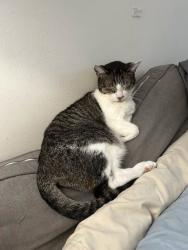 Lost Male Cat last seen Painters Crossing, Chadds Ford, PA 19317