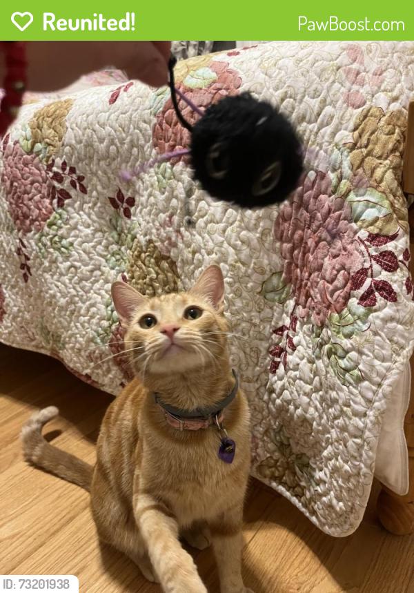 Reunited Male Cat last seen Hatton St / Oakdale St, Los Angeles, CA 91306