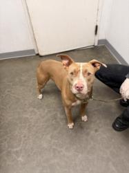 Shelter Stray Female Dog last seen , 1850 W 60th St, Los Angeles, CA 90047, USA