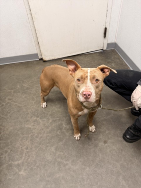 Shelter Stray Female Dog last seen , 1850 W 60th St, Los Angeles, CA 90047, USA