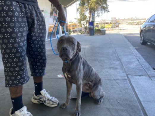Shelter Stray Male Dog last seen , 1850 W 60th St, Los Angeles, CA 90047, USA