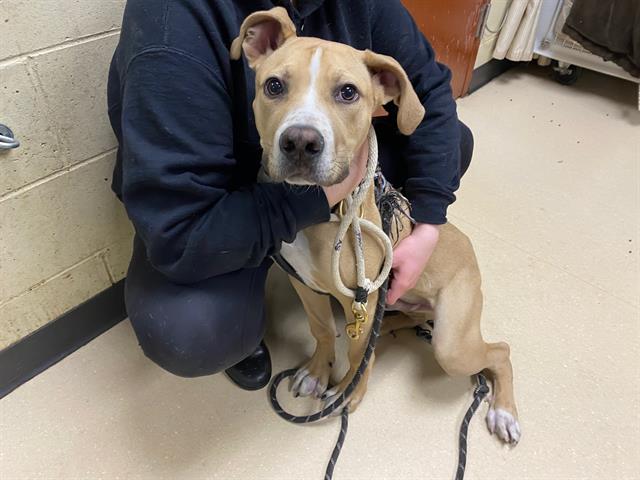 Shelter Stray Male Dog last seen , 3839 W Burnham St, West Milwaukee, WI 53215, USA