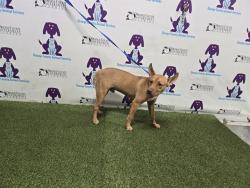 Shelter Stray Male Dog last seen , 2769 Conroy Rd, Orlando, FL 32839, USA