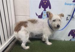 Shelter Stray Male Dog last seen , 2769 Conroy Rd, Orlando, FL 32839, USA