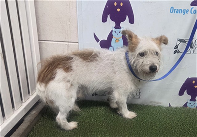 Shelter Stray Male Dog last seen , 2769 Conroy Rd, Orlando, FL 32839, USA