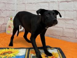 Shelter Stray Female Dog last seen Near BLOCK WYOMING ST, DETROIT MI 48238, 7401 Chrysler Dr, Detroit, MI 48211, USA