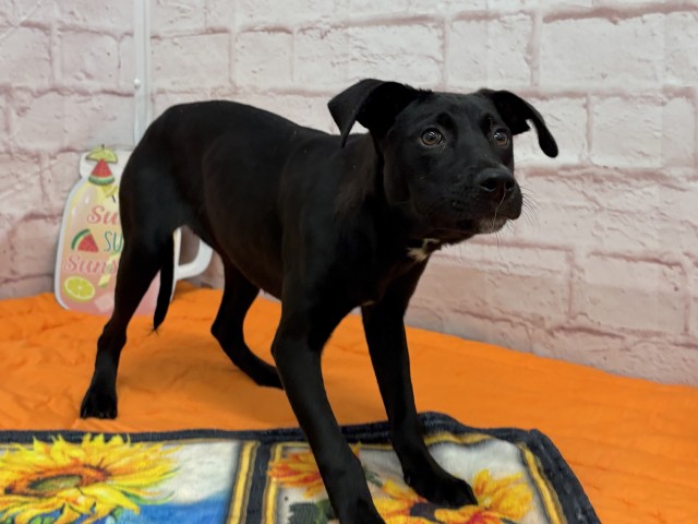 Shelter Stray Female Dog last seen Near BLOCK WYOMING ST, DETROIT MI 48238, 7401 Chrysler Dr, Detroit, MI 48211, USA