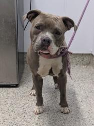 Shelter Stray Female Dog last seen Near BLOCK REVERE ST, DETROIT MI 48234, 7401 Chrysler Dr, Detroit, MI 48211, USA
