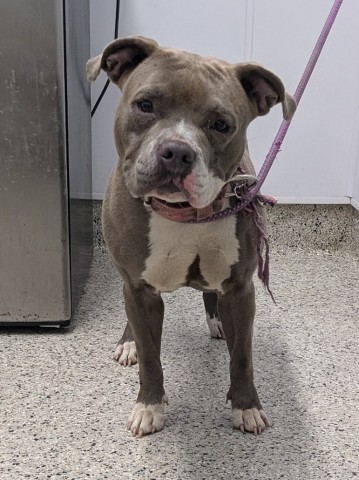 Shelter Stray Female Dog last seen Near BLOCK REVERE ST, DETROIT MI 48234, 7401 Chrysler Dr, Detroit, MI 48211, USA