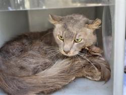 Shelter Stray Male Cat last seen , 216 W Victoria St, Gardena, CA 90248, USA