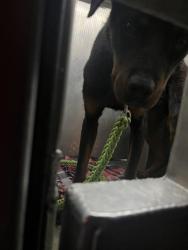 Shelter Stray Male Dog last seen ACACIA AVE & FAIRFIELD ST, 2127 Front St, Sacramento, CA 95818, USA