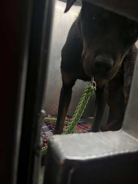 Shelter Stray Male Dog last seen ACACIA AVE & FAIRFIELD ST, 2127 Front St, Sacramento, CA 95818, USA
