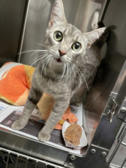 Shelter Stray Female Cat last seen , 14409 Vanowen St, Van Nuys, CA 91405, USA