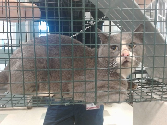 Shelter Stray Unknown Cat last seen , 2811 SE 29th St, Oklahoma City, OK 73129, USA