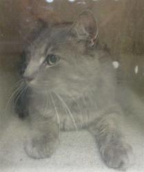 Shelter Stray Unknown Cat last seen , 2811 SE 29th St, Oklahoma City, OK 73129, USA