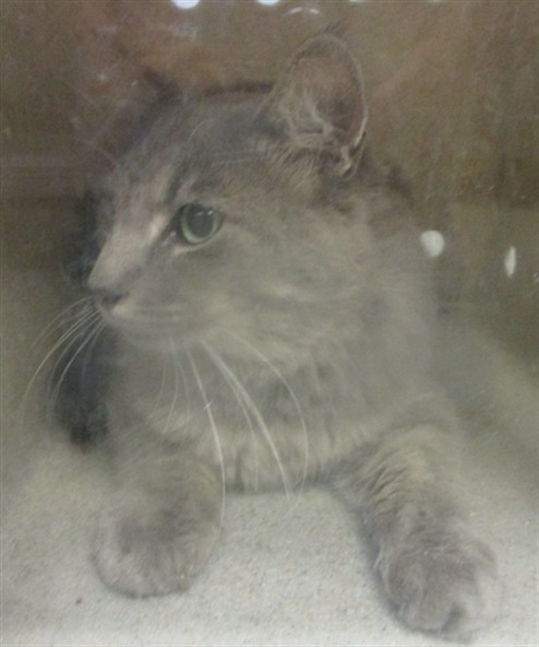 Shelter Stray Unknown Cat last seen , 2811 SE 29th St, Oklahoma City, OK 73129, USA