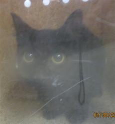 Shelter Stray Unknown Cat last seen , 2811 SE 29th St, Oklahoma City, OK 73129, USA