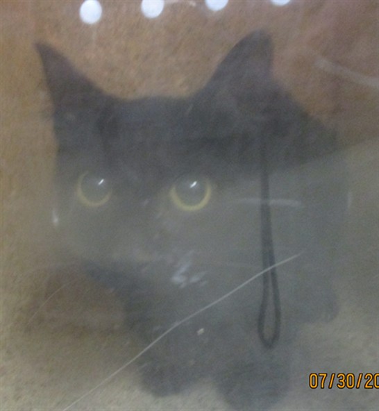 Shelter Stray Unknown Cat last seen , 2811 SE 29th St, Oklahoma City, OK 73129, USA