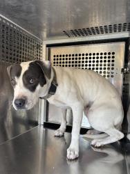 Shelter Stray Unknown Dog last seen Near BLOCK SW 45TH ST, OKLAHOMA CITY OK 73119, 2811 SE 29th St, Oklahoma City, OK 73129, USA