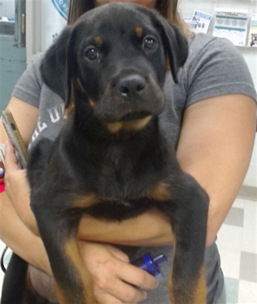 Shelter Stray Male Dog last seen SW 59TH AND PENN IN TRAFFIC, 2811 SE 29th St, Oklahoma City, OK 73129, USA