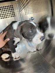 Shelter Stray Male Dog last seen Near BLOCK S INDEPENDENCE AVE, OKLAHOMA CITY OK 73119, 2811 SE 29th St, Oklahoma City, OK 73129, USA