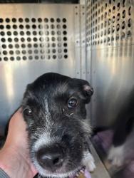 Shelter Stray Male Dog last seen Near BLOCK S INDEPENDENCE AVE, OKLAHOMA CITY OK 73119, 2811 SE 29th St, Oklahoma City, OK 73129, USA
