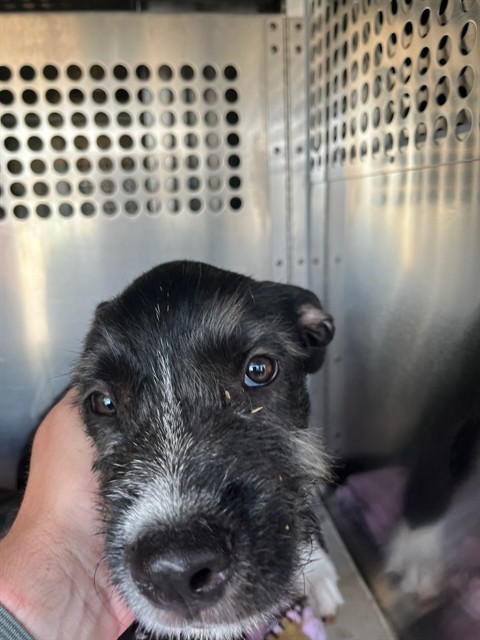 Shelter Stray Male Dog last seen Near BLOCK S INDEPENDENCE AVE, OKLAHOMA CITY OK 73119, 2811 SE 29th St, Oklahoma City, OK 73129, USA