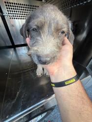 Shelter Stray Female Dog last seen Near BLOCK S INDEPENDENCE AVE, OKLAHOMA CITY OK 73119, 2811 SE 29th St, Oklahoma City, OK 73129, USA