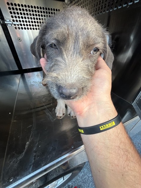 Shelter Stray Female Dog last seen Near BLOCK S INDEPENDENCE AVE, OKLAHOMA CITY OK 73119, 2811 SE 29th St, Oklahoma City, OK 73129, USA