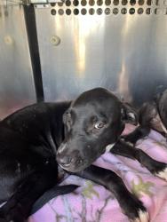 Shelter Stray Female Dog last seen Near BLOCK S INDEPENDENCE AVE, OKLAHOMA CITY OK 73119, 2811 SE 29th St, Oklahoma City, OK 73129, USA