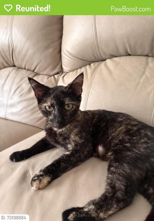 Reunited Female Cat last seen Old Shirley Rd, Pickens County, SC 29630