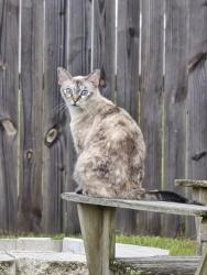Lost Female Cat last seen Shadbush Ln/ Timberland Ridge neighborhood/ Possum Ridge Rd in North Crestview, Okaloosa County, FL 32539