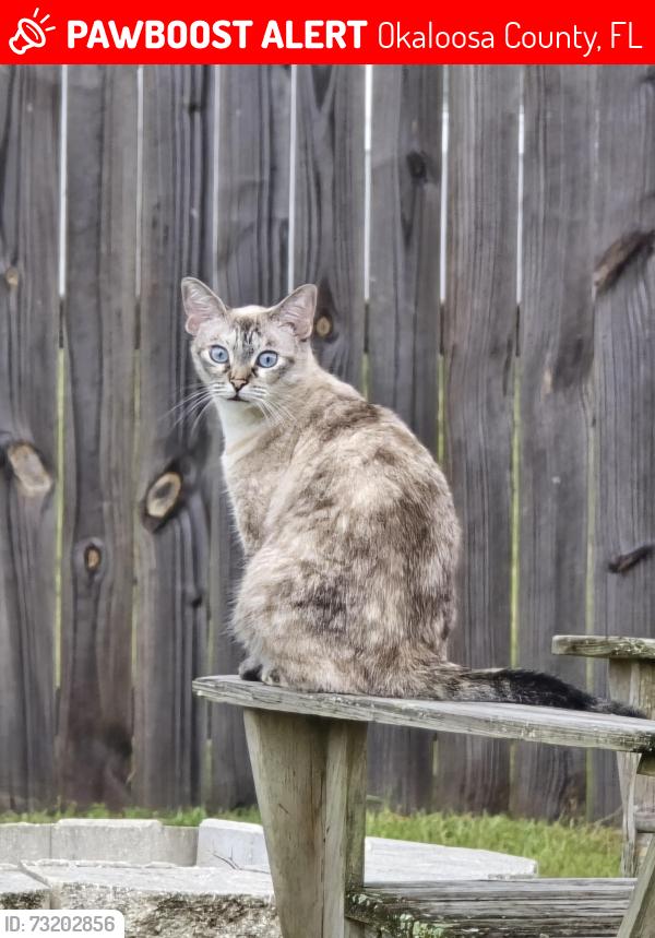 Lost Female Cat last seen Shadbush Ln/ Timberland Ridge neighborhood/ Possum Ridge Rd in North Crestview, Okaloosa County, FL 32539