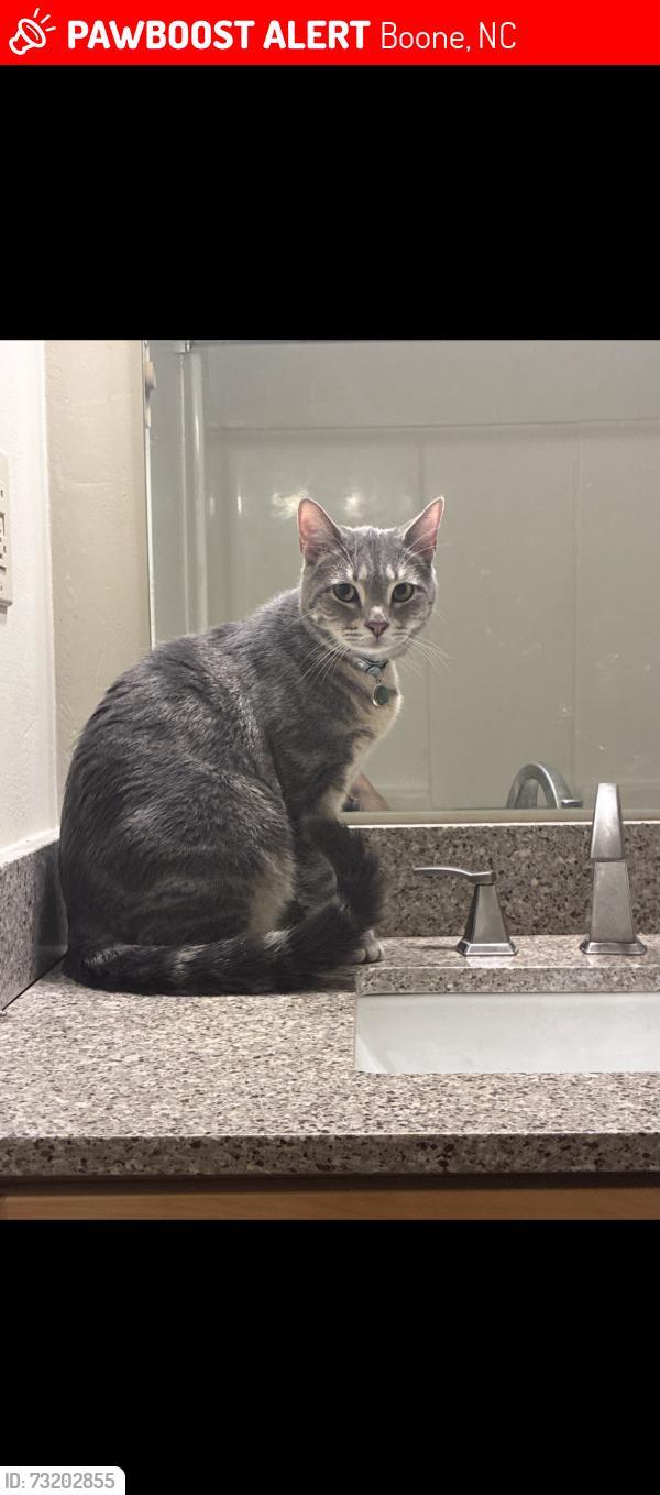 Lost Male Cat last seen Jessie drive, Earl Lyons rd, Boone, NC 28607