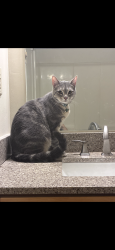 Lost Male Cat last seen Jessie drive, Earl Lyons rd, Boone, NC 28607