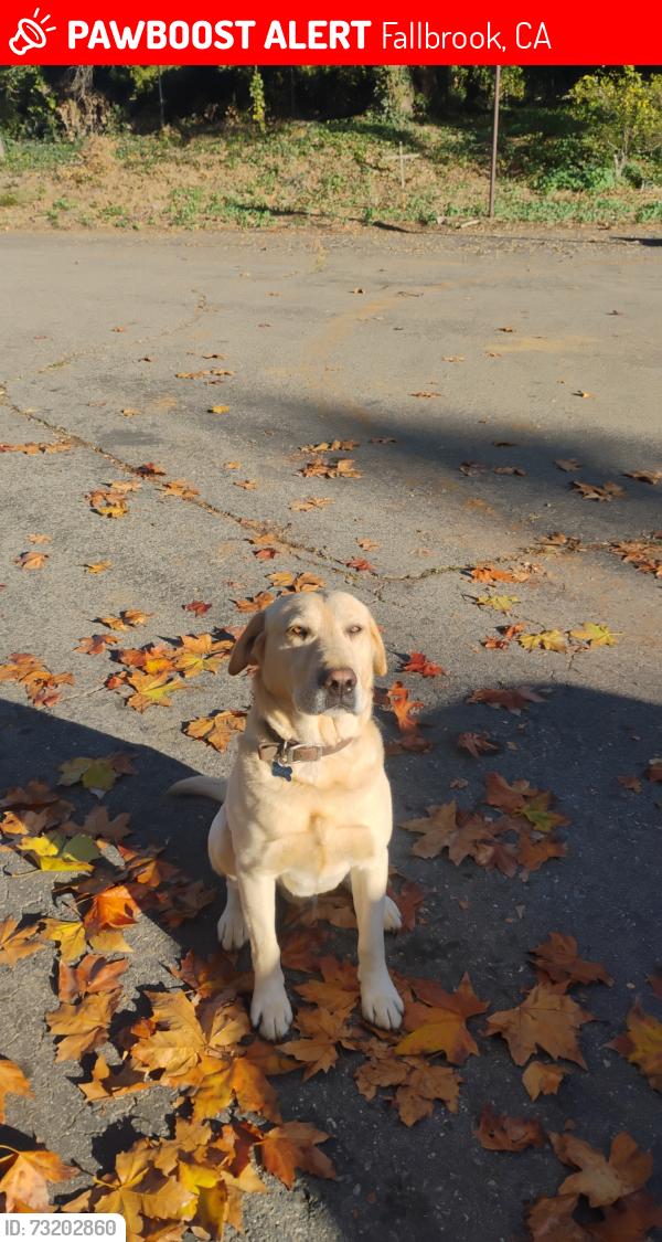 Lost Male Dog last seen By Fallbrook Stem Elementary, Fallbrook, CA 92028