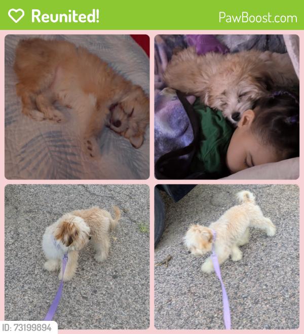 Reunited Female Dog last seen N Allison st and Jefferson St, Philadelphia, PA 19139