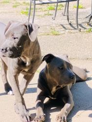 Lost Male Dog last seen Sloan st, Flint, MI 48504
