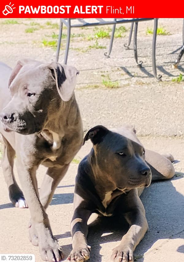 Lost Male Dog last seen Sloan st, Flint, MI 48504